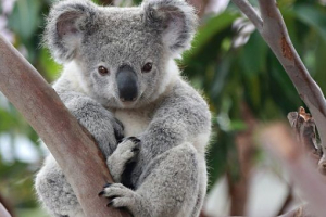 Którzy są endemami